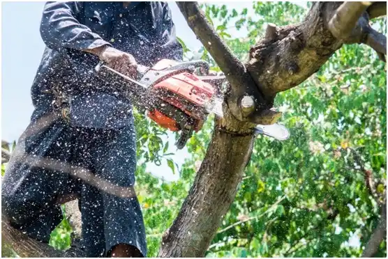 tree services North Wales